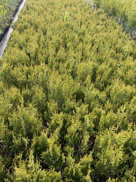 Sprzedam th Kórnik  wysokos 40-50cm Cena 4,5 zl