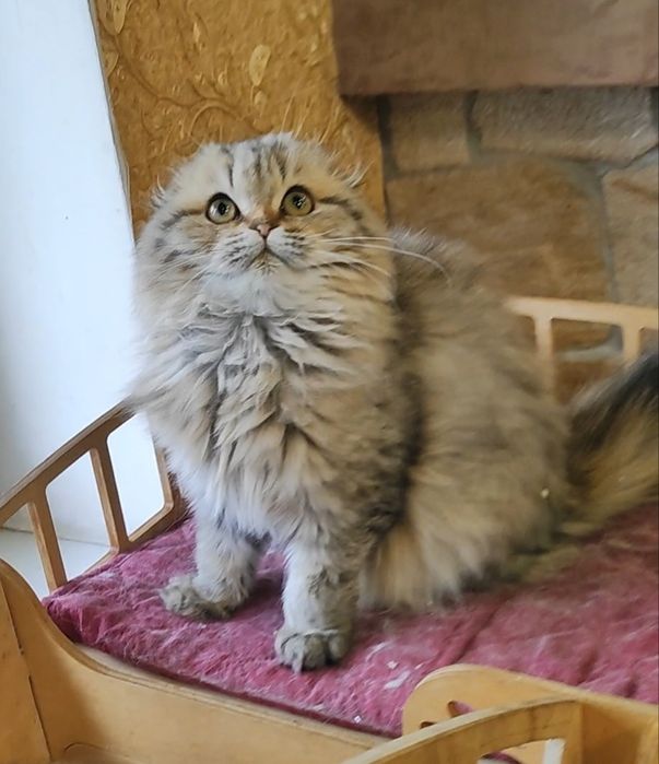 Мальчик золотой шиншилла фолд