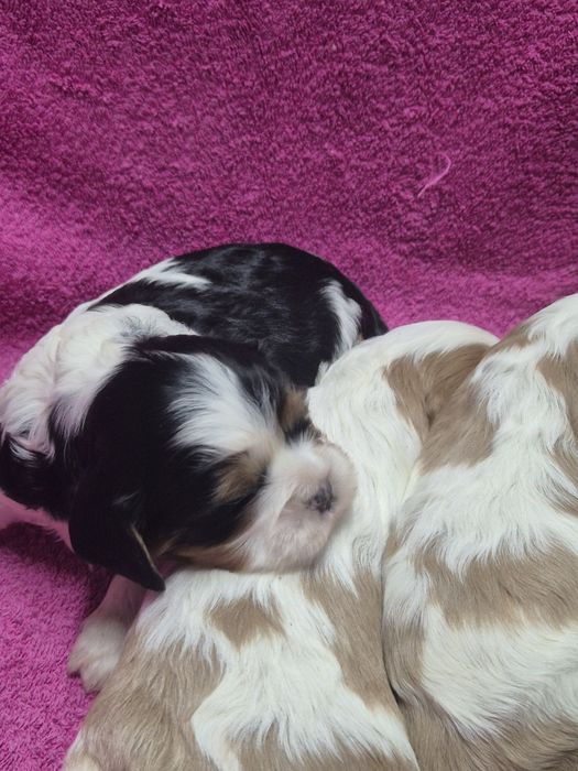 Cavalier King Charles Spaniel chłopaki