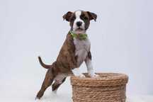 AMSTAFF FCI/ZKWP szczenieta American Staffordshire Terrier