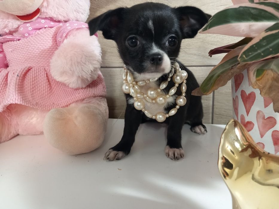Chihuahua, dziewczynki i chlopiec
