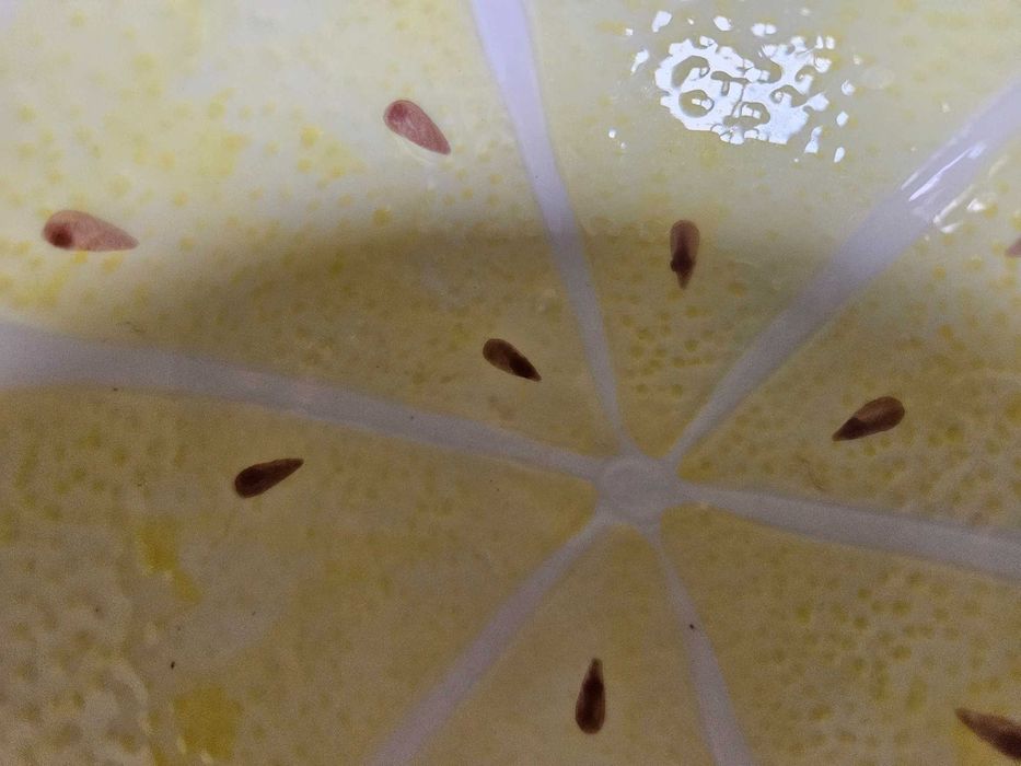 home&you Miska miseczka limonada cytryna żółta owoce home you