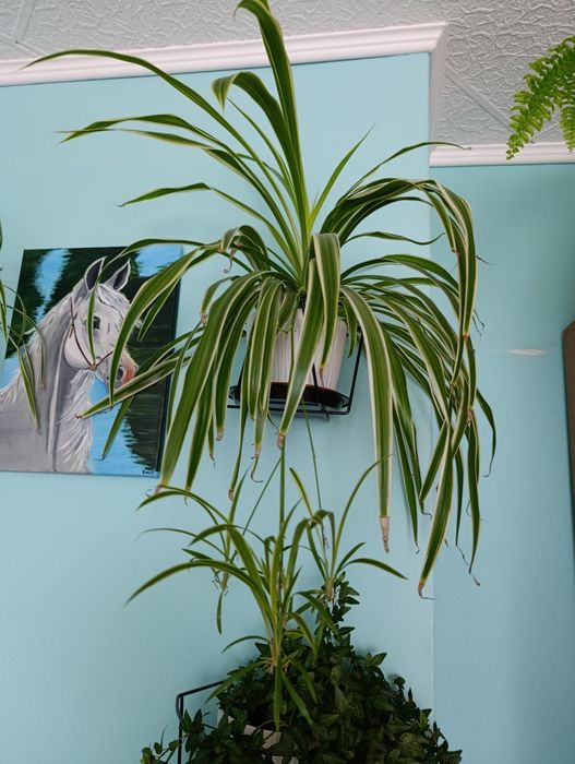 Kwiat zielistka zielony