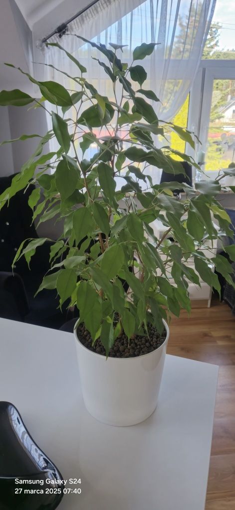 Figowiec Benjamina