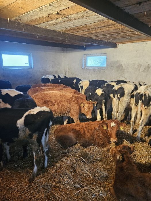 Cielęta odsadki sprzedam