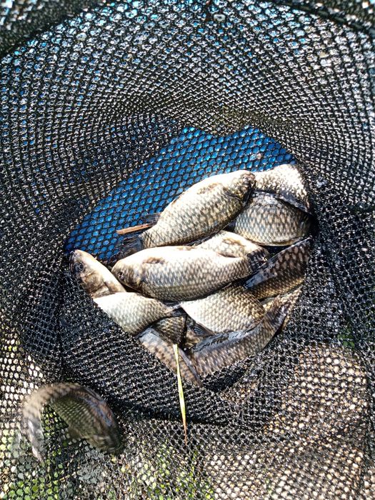 Karaś srebrny na żywca