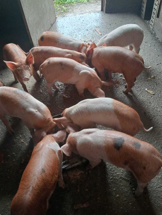 Porcos Large white/Duroc