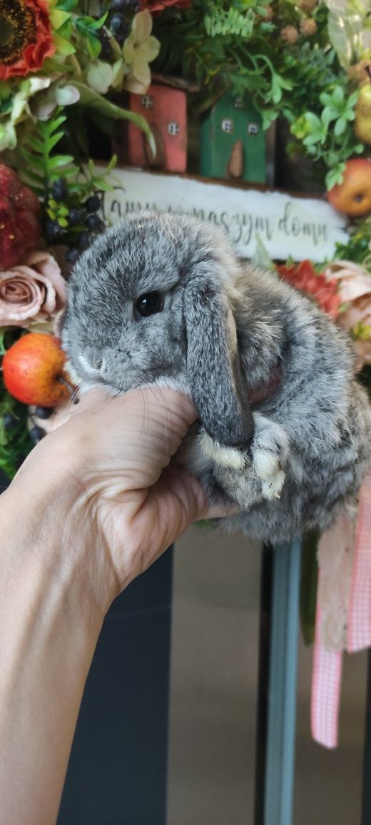 Królik Mini Lop gotowe do odbioru