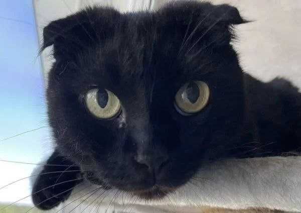 Віддам кішечку-віслоушку в добрі руки