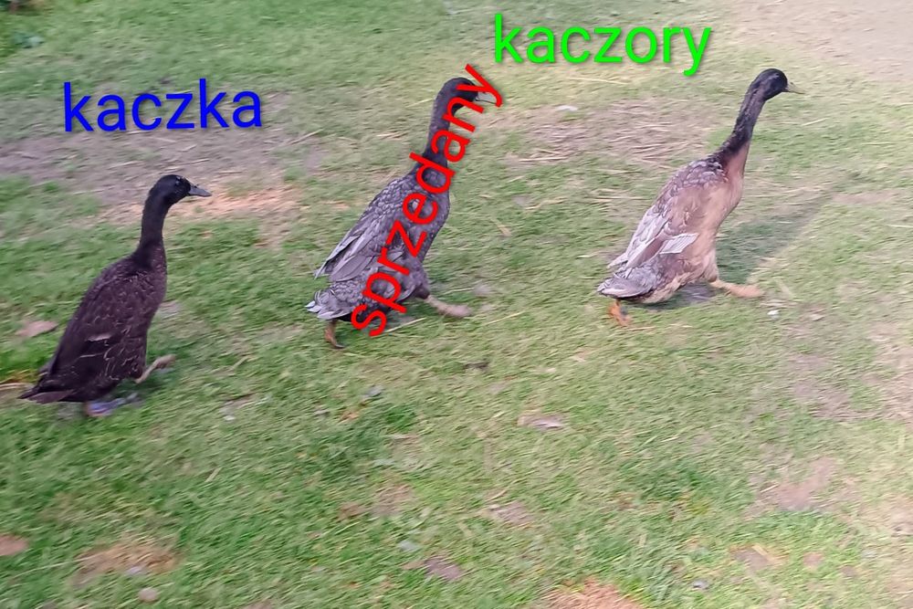 Kaczka Kaczor biegus indyjski sprzedam / zamienię