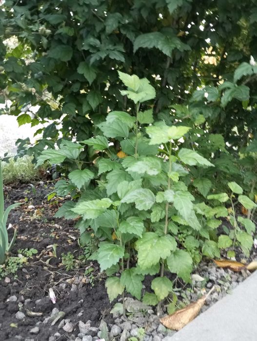 Продам саженцы гибискуса.,2 вида.