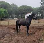 Poldro Preto Lusitano