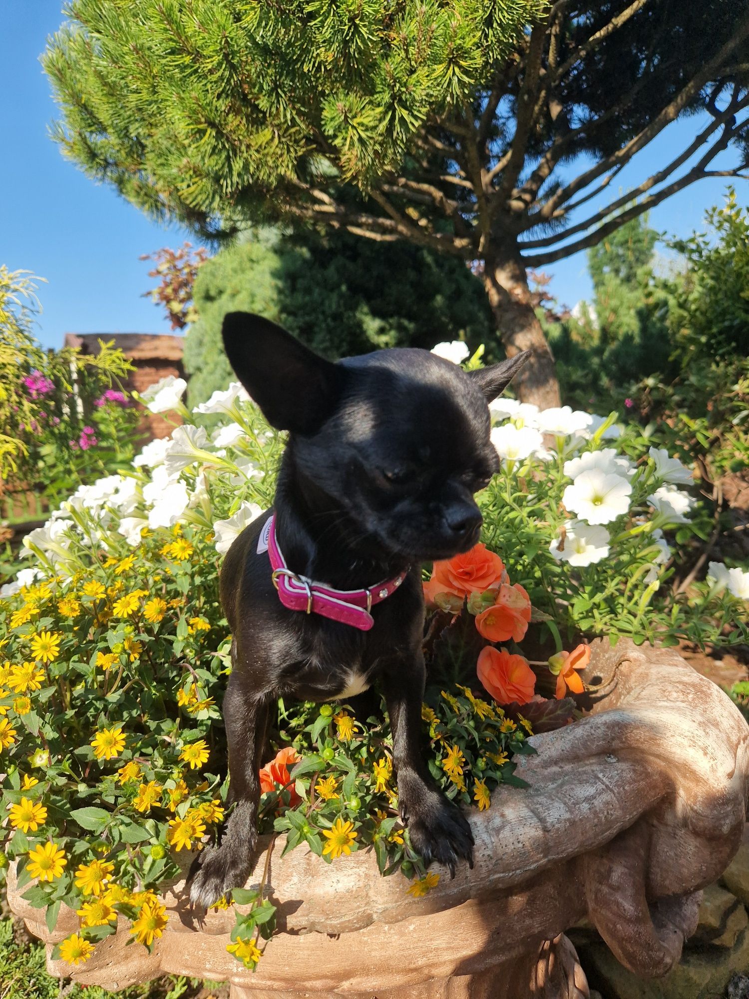 Chihuahua suczka czarna krótkowłosa Fci