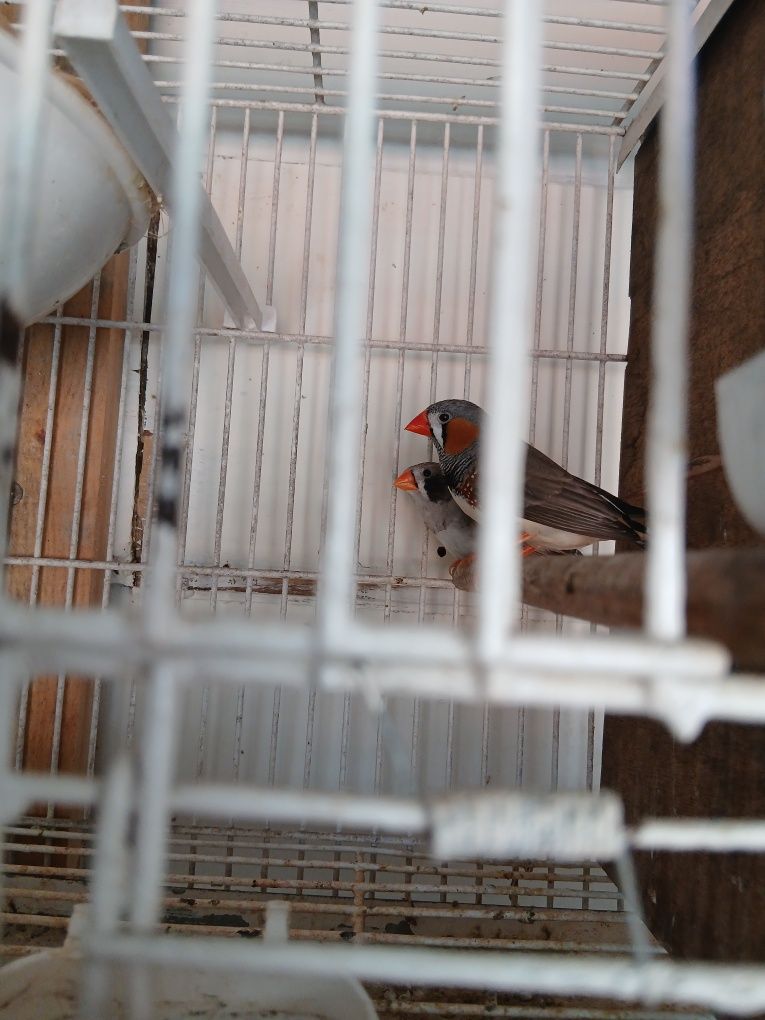 Troco 2casais de mandarins