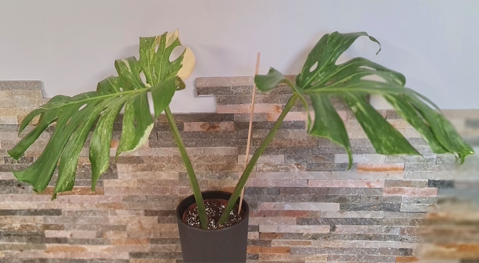 Duża Monstera Thai Constellation Platinum, mint