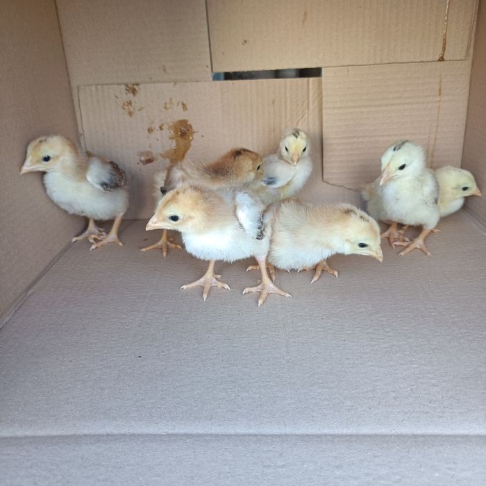 Indio Gigante e Pekin Mottled Negro