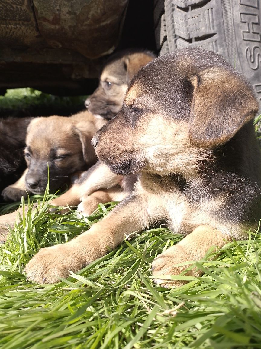 Віддам цуценят в добрі руки