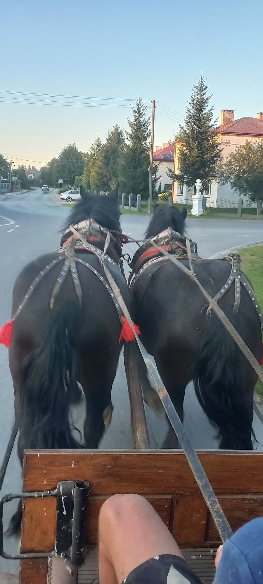 Sprzedam kare klacze