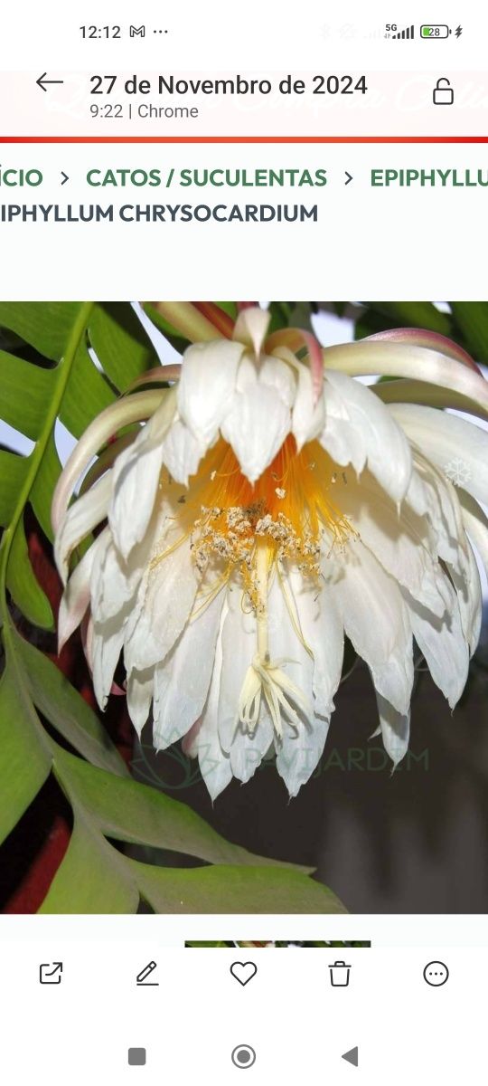 Epiphyllium de flor grande
