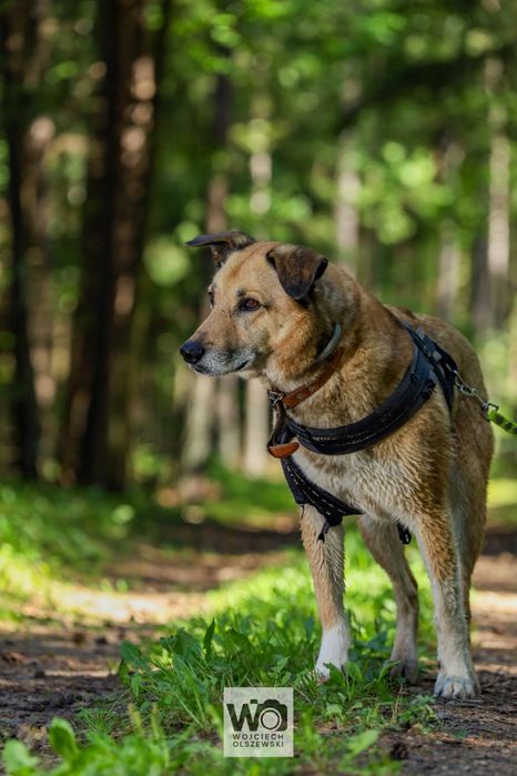 RUDOLF - piękny i spokojny pies