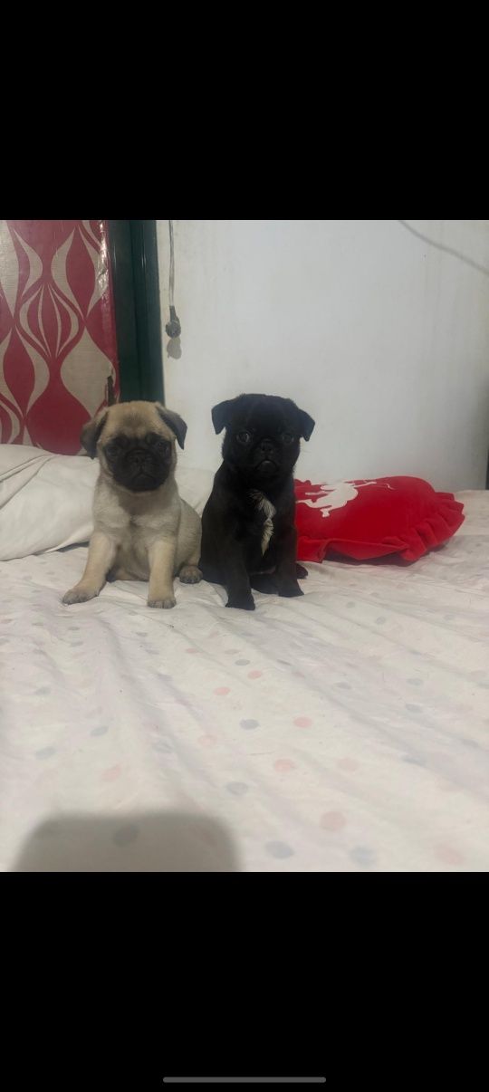 PUG CARLIN preto e beje