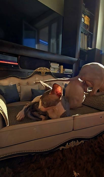 Kot sfinks piękny kocurek sphynx