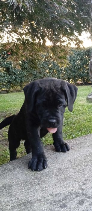 Cão cane corse suciavel