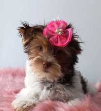 yorkshire terrier biro sunia