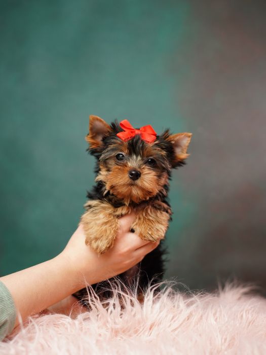 Маленьке щастя у пошуках дому!