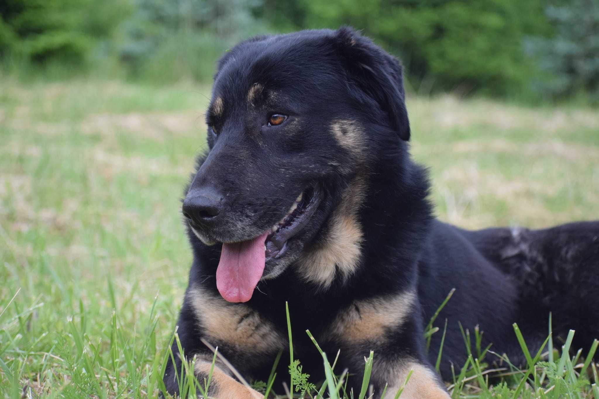 Do adopcji Misiu