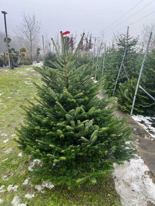 Jodła Kaukaska cięta Choinka na Święta - Możliwość Dostawy