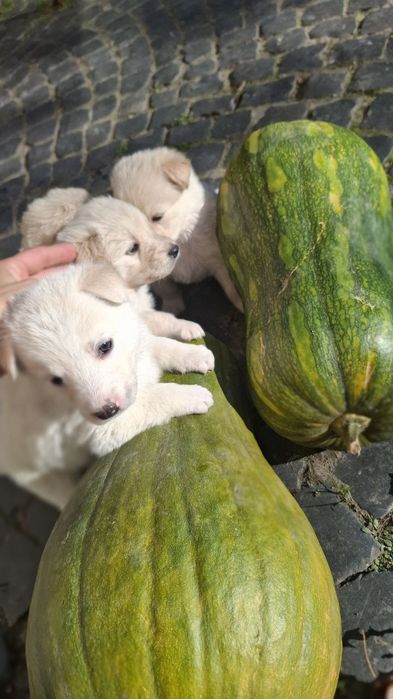 Собачки забавні звички