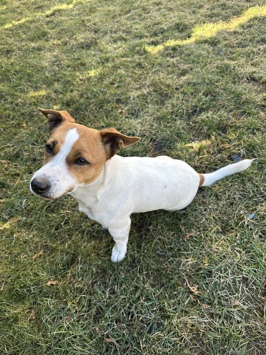 Джек Рассел вязка