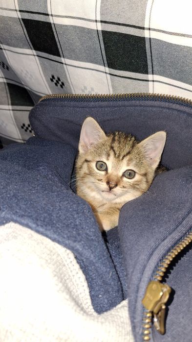 Dá-se gatinhos bebes