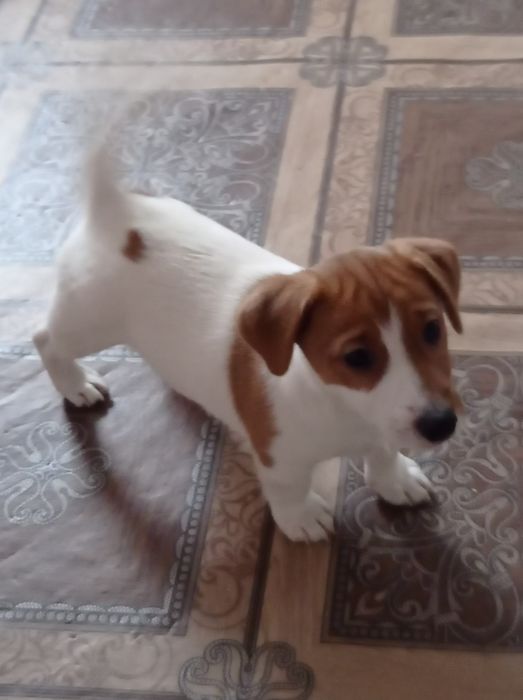 Цуценя Джек Рассел