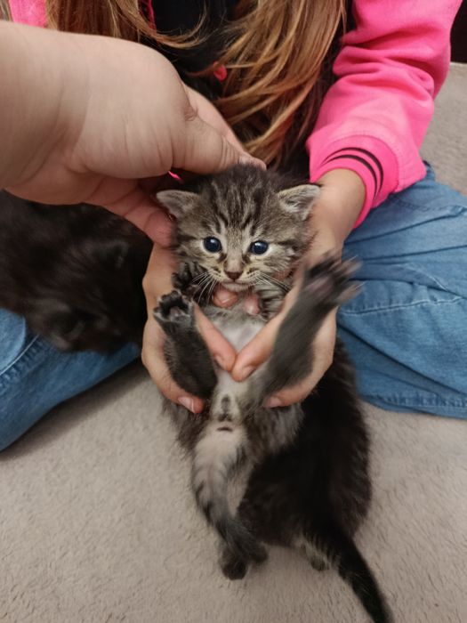 Кошенята мармурові скоріш фолд