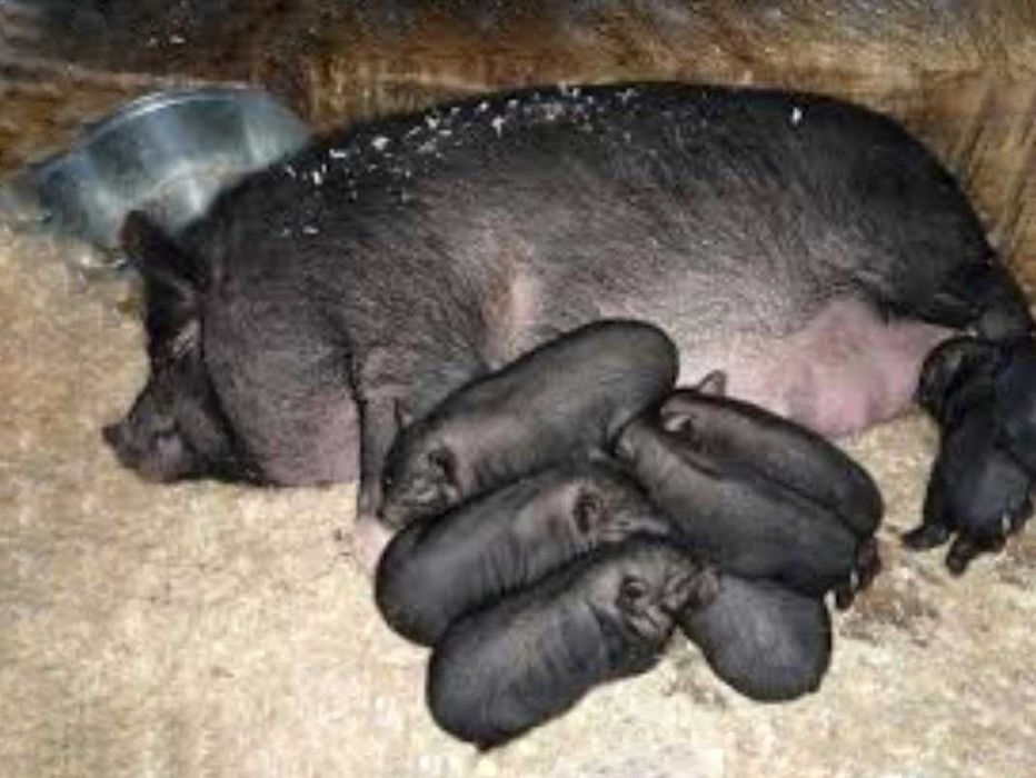 Вьетнамские поросята, Вьетнамцы, Вислобрюхие поросята!