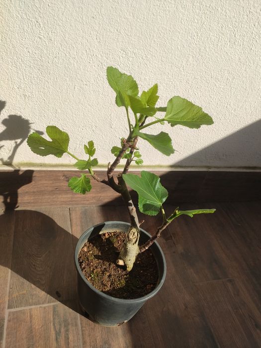 Pré Bonsai Figueira