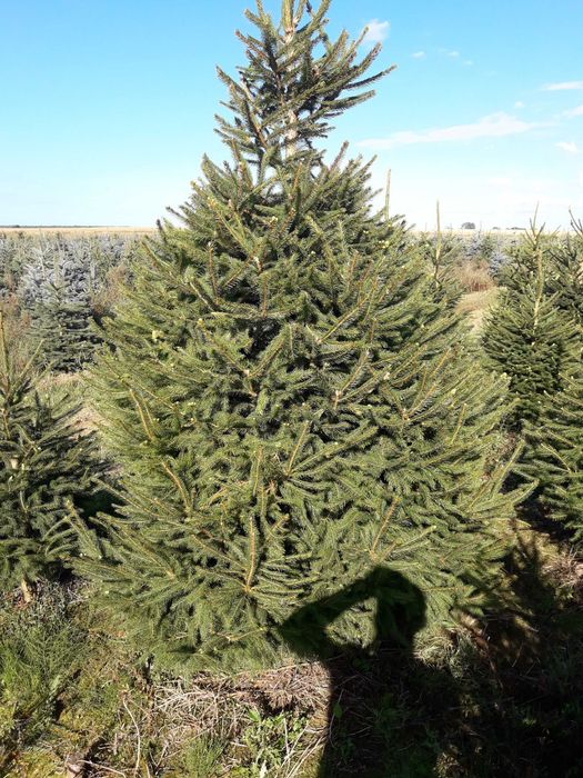Świerk pospolity cięty 175-300 cm/ w donicy 80-175 cm/ TuChoinki.pl