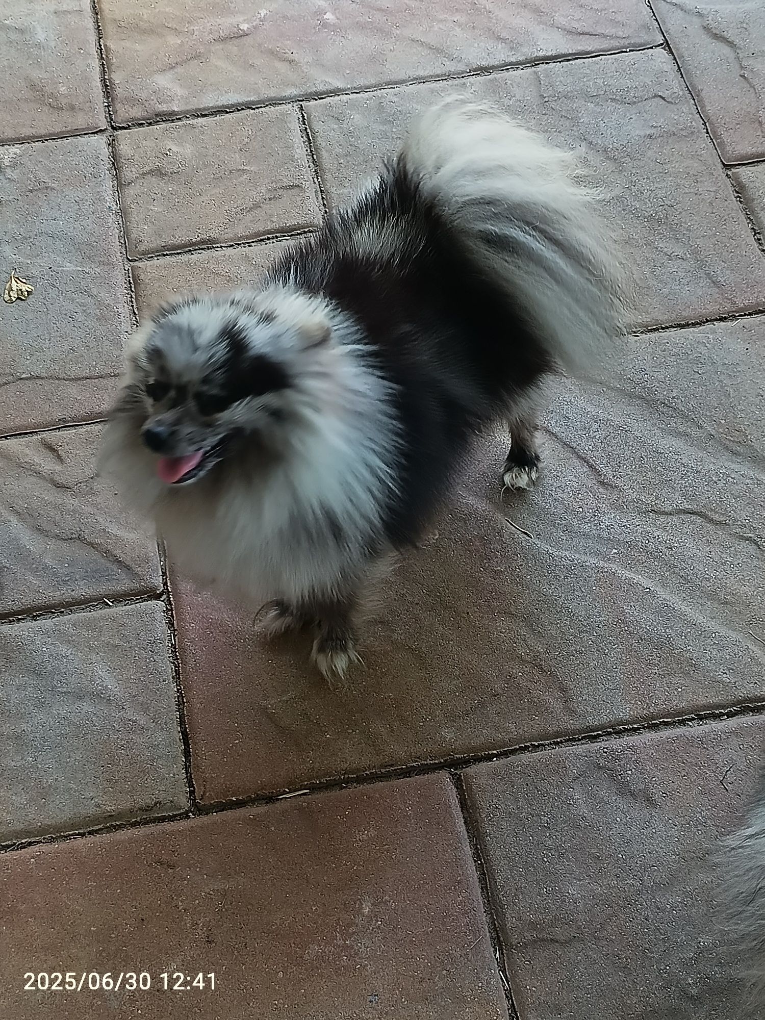 Szpic Mały - dziewczynka Blue Merle