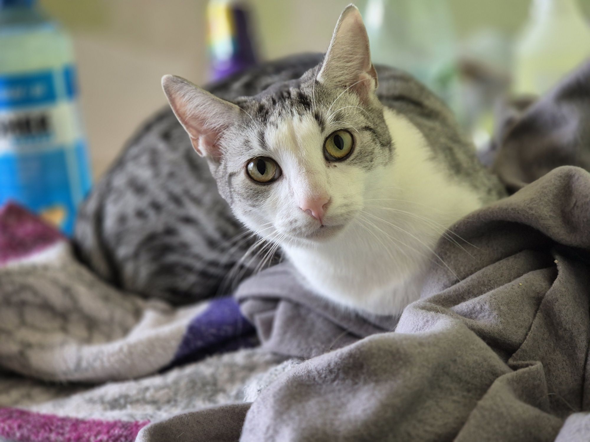 Ubiegłoroczny kocurek Fifek do pilnej adopcji.