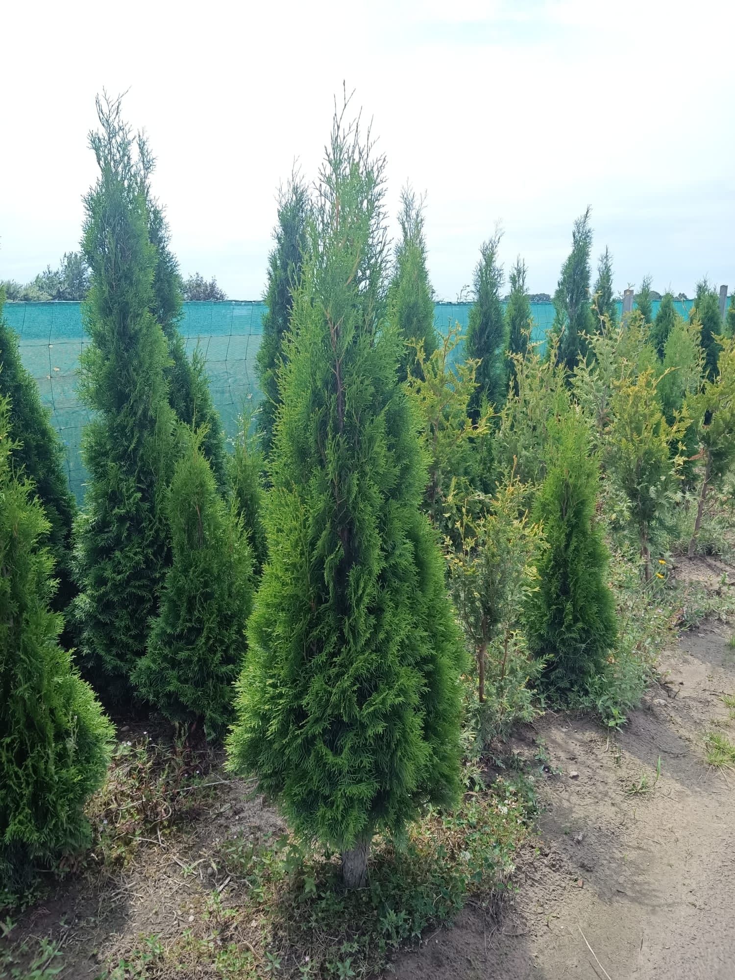 Tuja tuje thuja szmaragd brabant