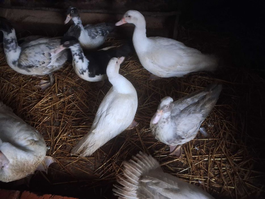 kaczki francuskie
