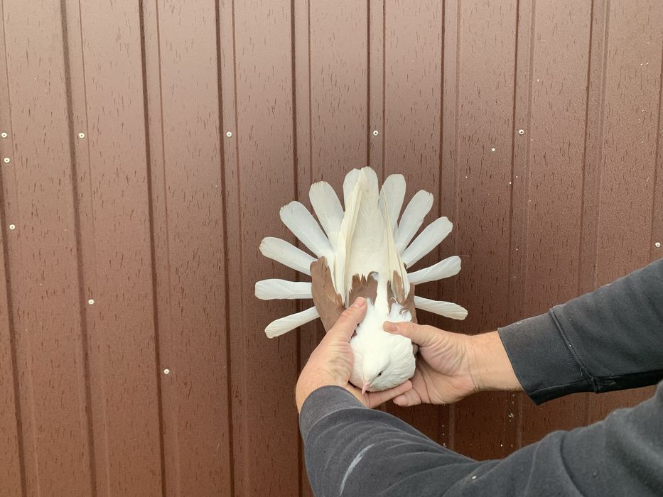 Orlik,orliki lubelskie czerwone boki -samice