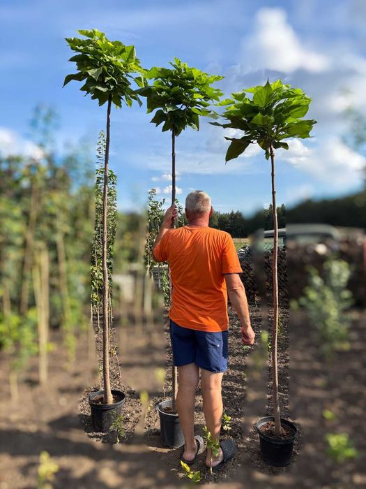 Katalpa Nana Catalpa, Surmia bignoniowa szczepione 1.5-2.3m