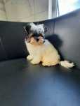 Yorkshire Terrier Biewer samiec