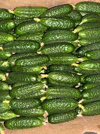 Продам тепличний огірок,  власне вирощування (огірки опт овочі)