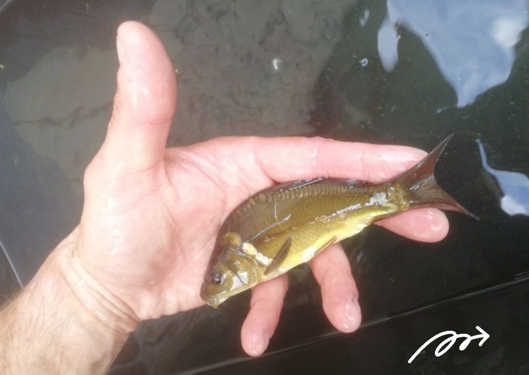 Karp narybek 8-13cm Amur,Jesiotr JUŻ DOSTĘPNY