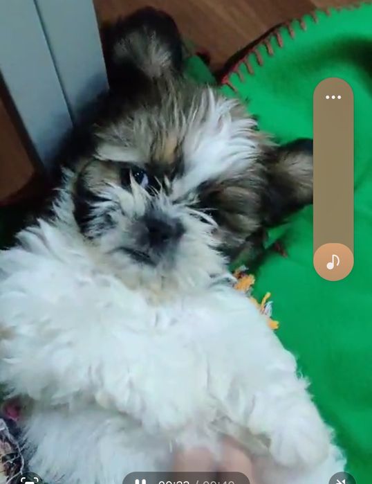 Shih tzu macho puro