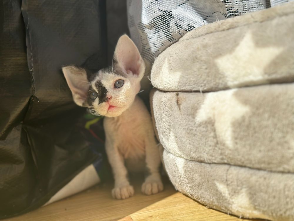 Kocurek devon rex Valery